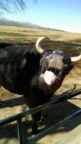 He needs Cotillion classes!