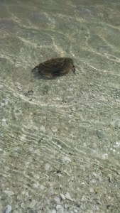 IMG_20150319_150625141