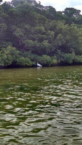 IMG_20150326_110849342_HDR